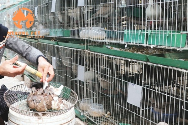 Nuôi và chăm sóc chim cu gáy rất đơn giản, ai cũng làm được